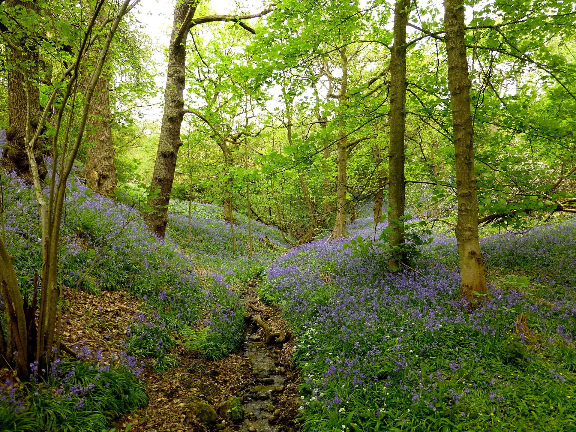 Spring bluebells in woodland near Compstall